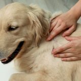 woman checking over a golden retriever for insect bites