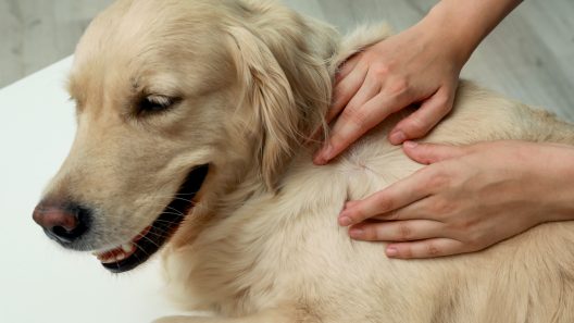 A Dog Owner’s Guide to Insect Bites on Dogs