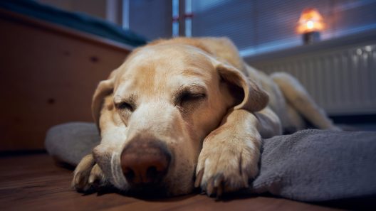 How to Calm a Restless Dog at Night