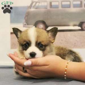 Starburst, Pembroke Welsh Corgi Puppy