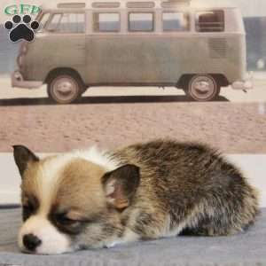 Starburst, Pembroke Welsh Corgi Puppy