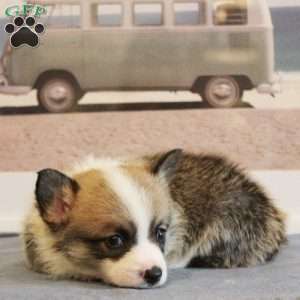 Starburst, Pembroke Welsh Corgi Puppy