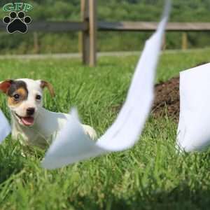 Shelly, Jack Russell Terrier Puppy