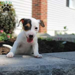 Shelly, Jack Russell Terrier Puppy
