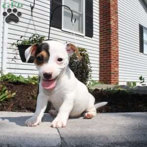 Shelly, Jack Russell Terrier Puppy