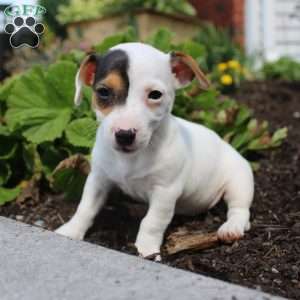 Shelly, Jack Russell Terrier Puppy