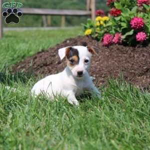 Shelly, Jack Russell Terrier Puppy