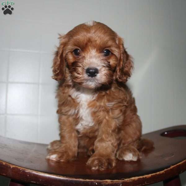 Henry, Cavapoo Puppy