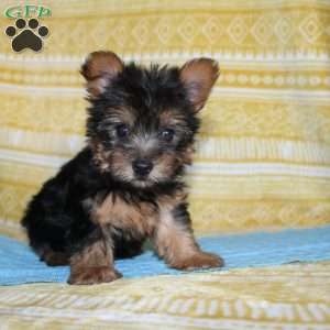Dickie, Yorkie Puppy