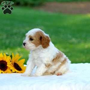 Mason, Cavapoo Puppy