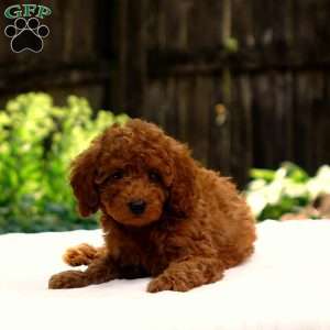 Drew, Toy Poodle Puppy