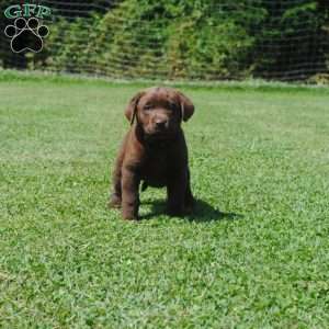 Louisa, Chocolate Labrador Retriever Puppy