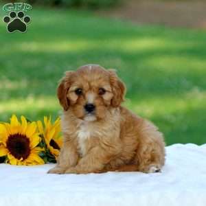 Mac, Cavapoo Puppy