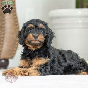 Mario, Cavapoo Puppy