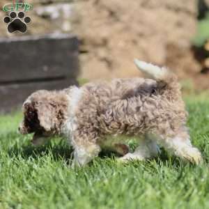 Lex, Cavapoo Puppy