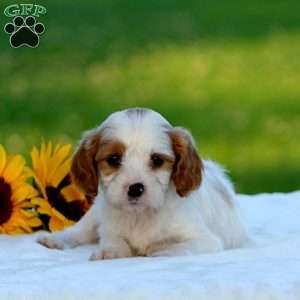 Morgan, Cavapoo Puppy