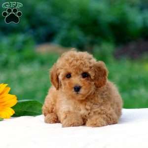 Blossom, Miniature Poodle Puppy