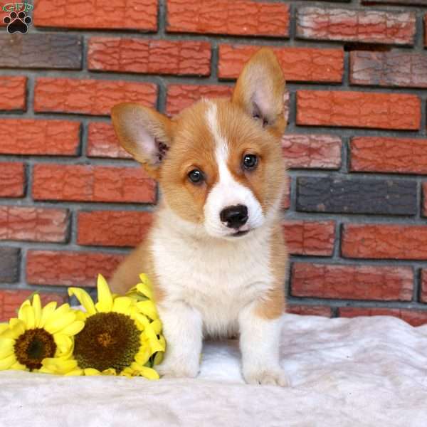 Sand Dunes, Pembroke Welsh Corgi Puppy
