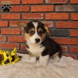 Surf, Pembroke Welsh Corgi Puppy
