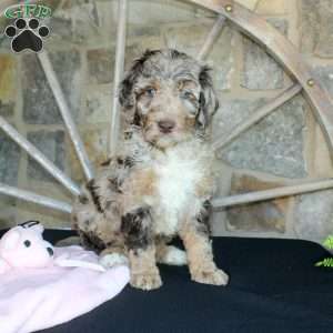 Jenny, Mini Labradoodle Puppy