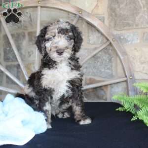 Johnny, Mini Labradoodle Puppy