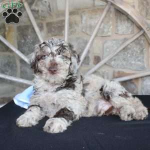 Jerry, Mini Labradoodle Puppy
