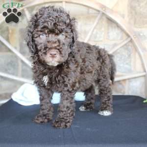 Jay, Mini Labradoodle Puppy