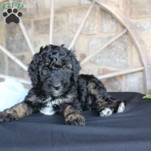 Jack, Mini Labradoodle Puppy