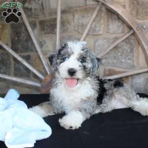Jake, Mini Labradoodle Puppy
