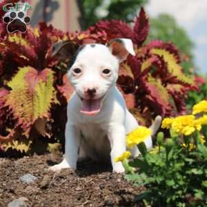 Sheila, Jack Russell Terrier Puppy