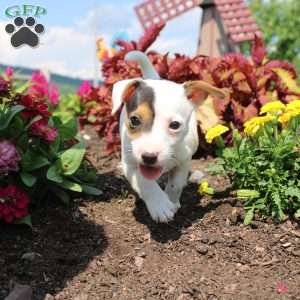 Shelly, Jack Russell Terrier Puppy