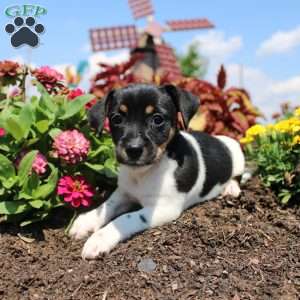 Cutie, Jack Russell Terrier Puppy