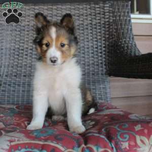 Lyle, Sheltie Puppy