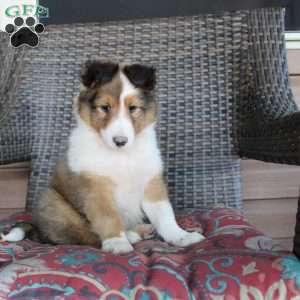 Landis, Sheltie Puppy