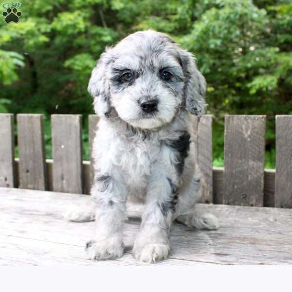 Kayla, Mini Goldendoodle Puppy