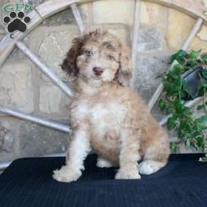 Sunset, Mini Labradoodle Puppy