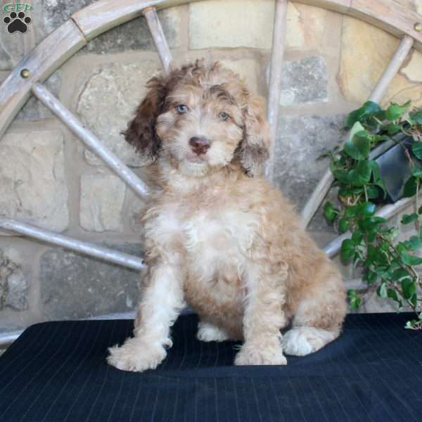 Sunset, Mini Labradoodle Puppy