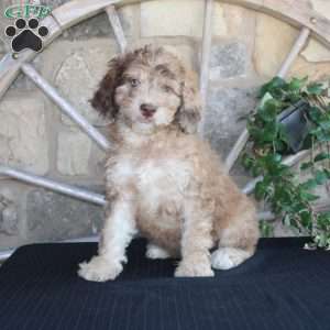 Sunset, Mini Labradoodle Puppy