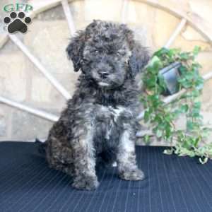 Sundae, Mini Labradoodle Puppy