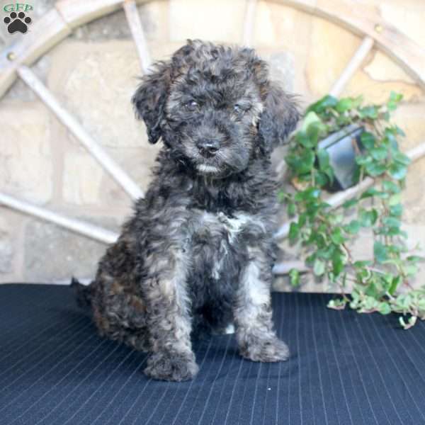 Sundae, Mini Labradoodle Puppy