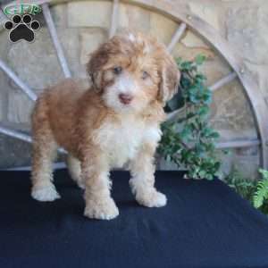 Sorbet, Mini Labradoodle Puppy
