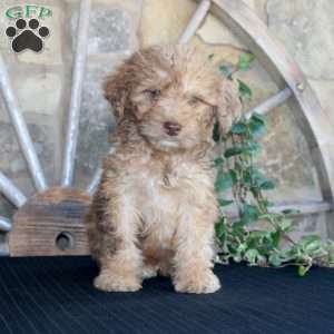 Sunshine, Mini Labradoodle Puppy