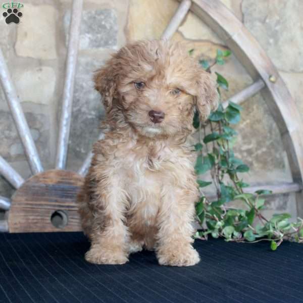 Sunshine, Mini Labradoodle Puppy