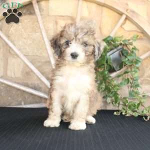 Satelite, Mini Labradoodle Puppy