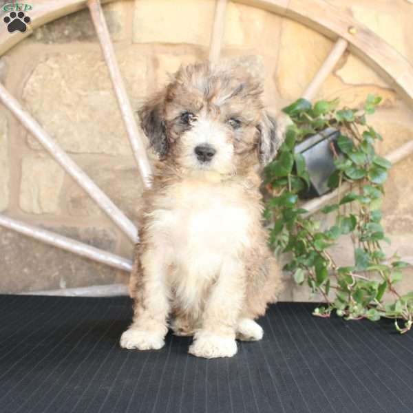 Satelite, Mini Labradoodle Puppy