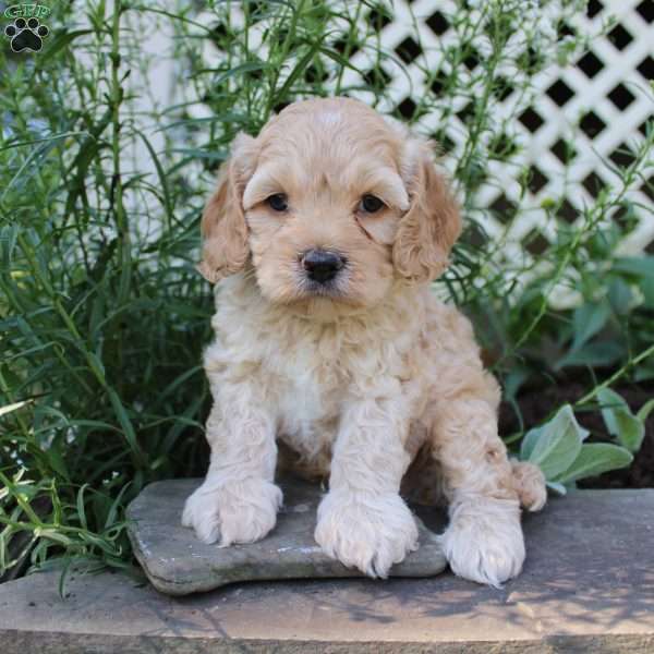 Peter, Cockapoo Puppy