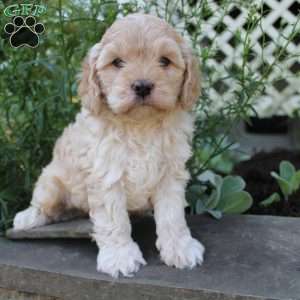 Paul, Cockapoo Puppy