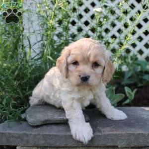 Faith, Cockapoo Puppy