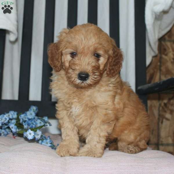 Frank, Mini Goldendoodle Puppy