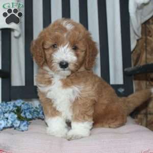 Freddie, Mini Goldendoodle Puppy